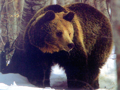 Βρέθηκε νεκρή αρκούδα στον Όλυμπο
