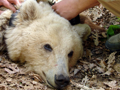 Τροχαίο με αρκούδα, που ήθελε να σώσει το μικρό της