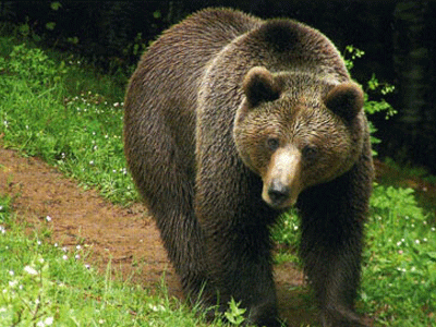 Η αρκούδα του μήνα από τον Αρκτούρο