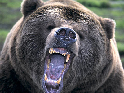 Αρκούδες κατασπάραξαν ανθρώπους