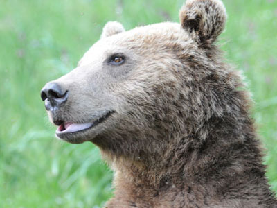 Η αρκούδα του μήνα από τον Αρκτούρο