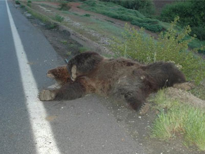 Κι άλλος νεκρός αρκούδος