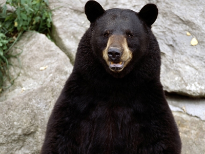 Του επιτέθηκε αρκούδα
