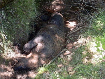 Κι άλλη νεκρή αρκούδα