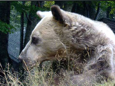 Η αρκούδα του μήνα από τον Αρκτούρο