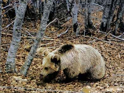 Νεκρό αρκουδάκι σε τροχαίο