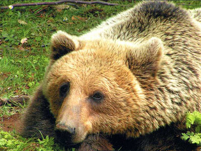 Η αρκούδα του μήνα από τον «Αρκτούρο»