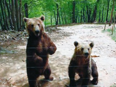 Αρκούδες κατέστρεψαν κυψέλες στην Αλεξανδρούπολη