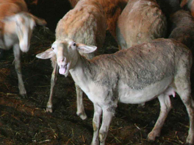 Έκλεψε αρνί, αυτοκίνητο και τρακτέρ