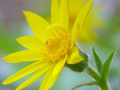Όπου υπάρχει πόνος… υπάρχει η αρνική!