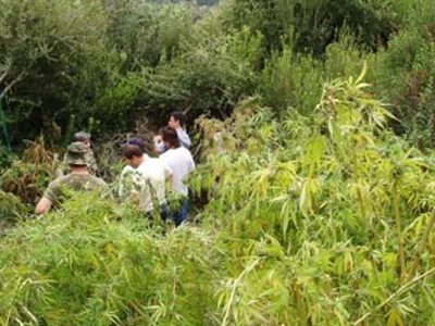 Πότιζαν δενδρύλλια ινδικής κάνναβης από τη δεξαμενή του δασαρχείου