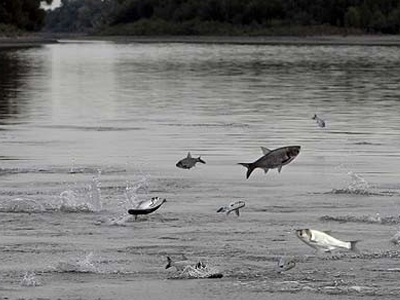 Στο νοσοκομείο από χτύπημα ψαριού