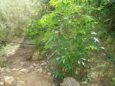 Συνελήφθη Ρεθυμνιώτης έμπορος χασίς