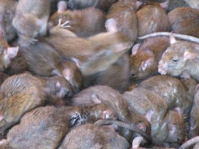 Άνθρωποι και «τρωκτικά»