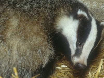Μεθυσμένος ασβός προκάλεσε… κυκλοφοριακό κομφούζιο