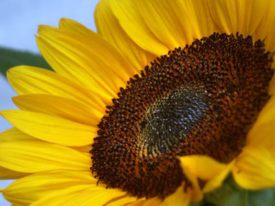Συνέδριο νίκης