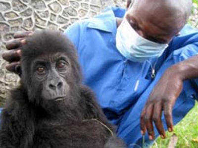Μωρό γορίλα σώθηκε από λαθρέμπορους ζώων στο Κονγκό