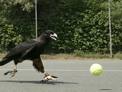 Γεράκι… πιάνει μπάλες στον αέρα