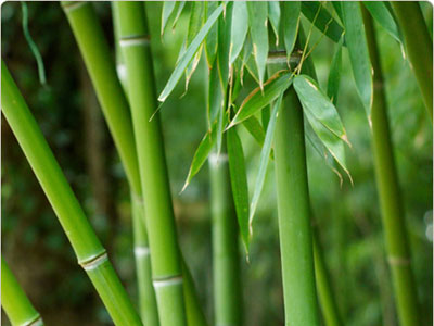Τα μυστικά του μπαμπού