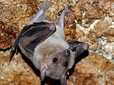 “Μία νυχτερίδα στο σουτιέν μου!”