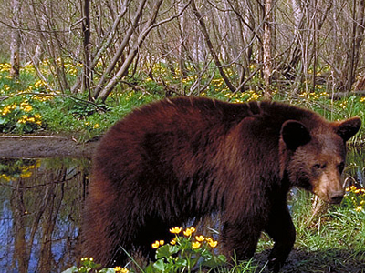 Νεκρή αρκούδα από σφαίρα πυροβόλου