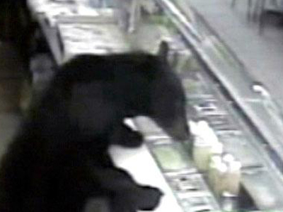 Αρκούδα σε φαστφουντάδικο