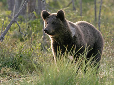 Κι άλλη νεκρή αρκούδα
