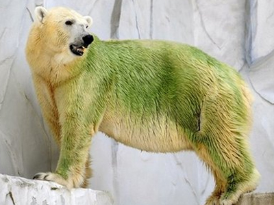 Πράσινες πολικές αρκούδες στην Ιαπωνία