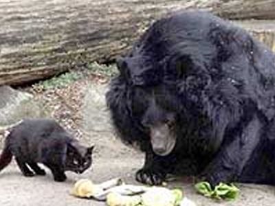 Γάτα και αρκούδα κάτω από την ίδια “στέγη”