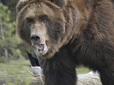 Επίθεση αρκούδας σε ξυλοκόπο