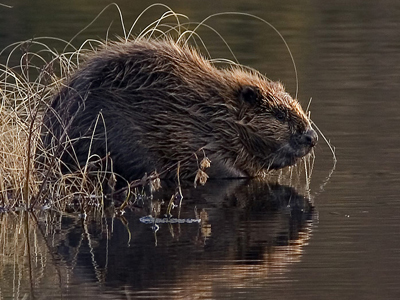 Κάστορες αδέξιοι… μάστορες προκάλεσαν εκτροχιασμό τρένου