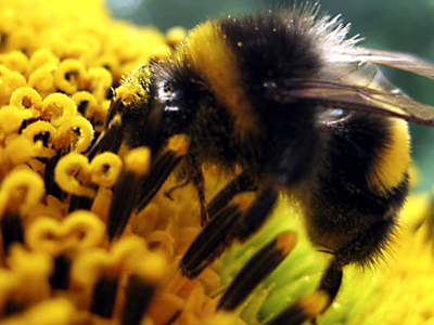 Επιδρομή μελισσών στον Καναδά