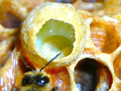 Βασιλικός πολτός μόνο για τις μέλισσες;