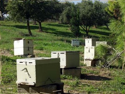 Της έκλεψαν τα μελίσσια