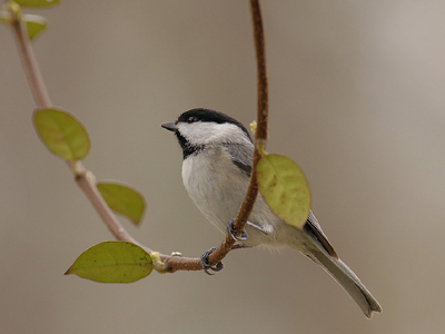 Kούνια – μπέλα…
