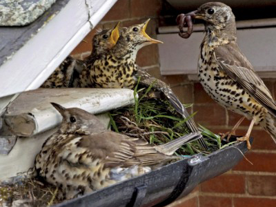 Η αυτοθυσία μιας … μητέρας