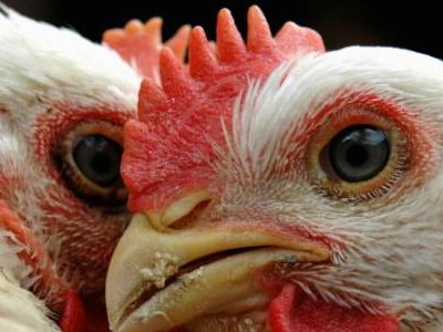 Ακόμη ένα θύμα της γρίπης των πτηνών στην Αίγυπτο