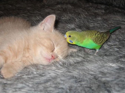 Σαν τη γάτα … με το πουλί