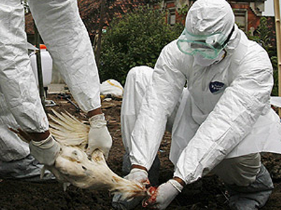 Ακόμα ένα θύμα στην Αίγυπτο από τη νόσο των πτηνών