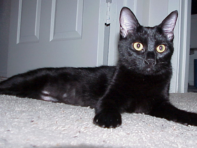 O Τραγάκης έγινε λαγός!