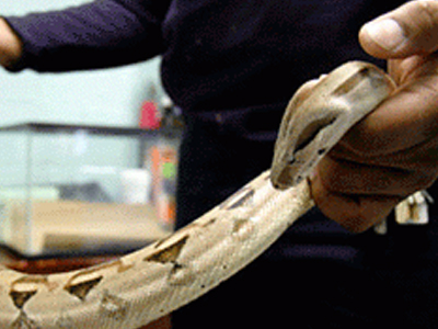 Βρήκαν βόα μέσα σε καναπέ