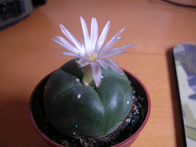 Συνελήφθησαν με παραισθησιογόνους κάκτους