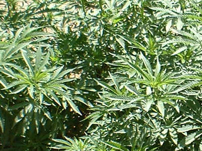 Επιβάτης έφυγε από το αεροδρόμιο με χασίς