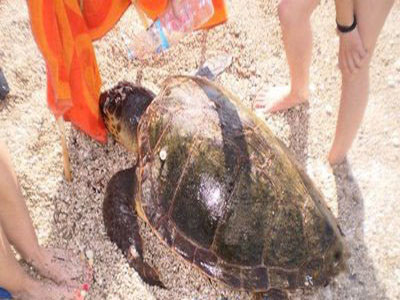 Άλλη μια  καρέτα-καρέτα νεκρή στην Λευκάδα