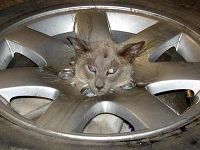 Γάτα σφήνωσε… σε ρόδα