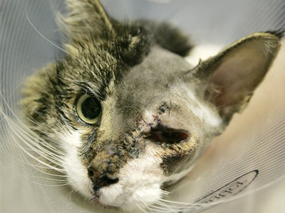 “Κόλλησαν” κομμένο κεφάλι γάτας