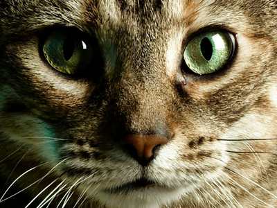 Η “Οδύσσεια” μιας γάτας