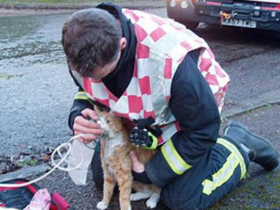 «Φιλί της ζωής» σε … γάτες