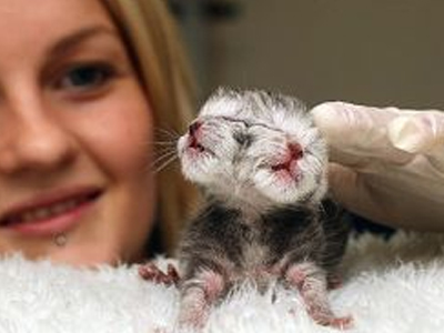 Πέθανε το δικέφαλο γατάκι