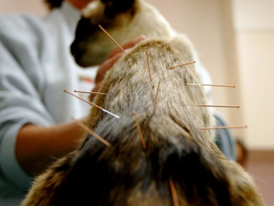 Βελονισμός… σε γάτα